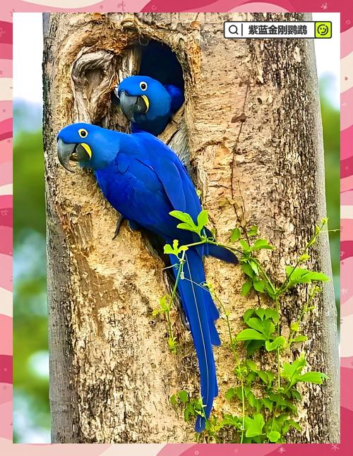 紫蓝金刚鹦鹉国内可以养吗_紫蓝金刚鹦鹉禁养 小型鹦鹉可养 紫蓝金刚鹦鹉国内可以养吗_紫蓝金刚鹦鹉禁养 小型鹦鹉可养