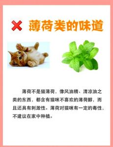 猫味觉能尝出几种味道_怕甜爱酸苦，不喜辣咸