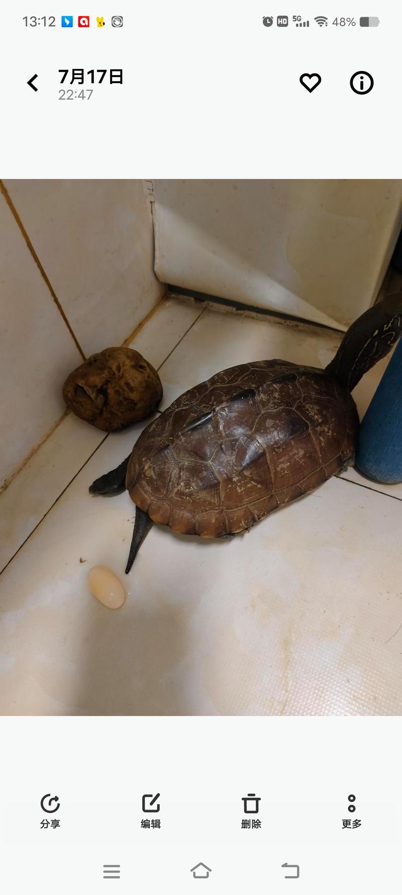 母龟自己会下蛋吗_母龟产卵不交配？孵化与处理方法