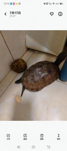 母龟自己会下蛋吗_母龟产卵不交配？孵化与处理方法