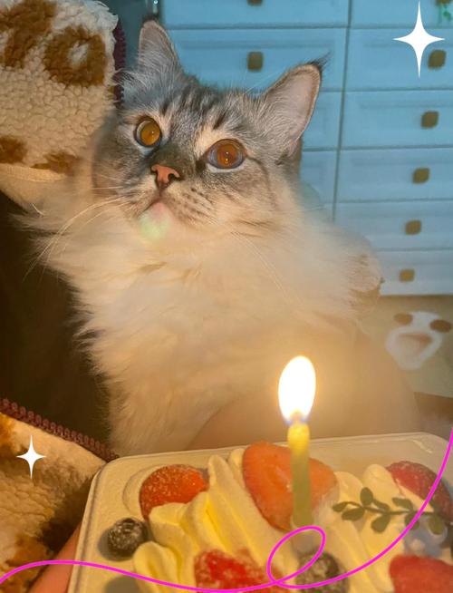 1岁的猫还能养出感情不_领养一岁猫,快速建立感情 1岁的猫还能养出感情不_领养一岁猫,快速建立感情