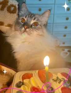 1岁的猫还能养出感情不_领养一岁猫，快速建立感情