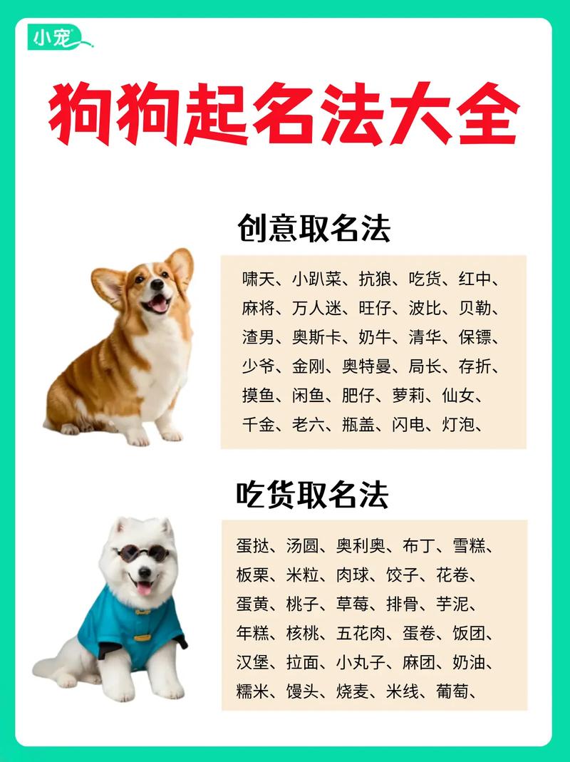 高雅不俗的狗名_品味与个性的体现