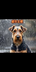 梗类的狗有哪些_梗犬活泼勇敢，小型佳伴