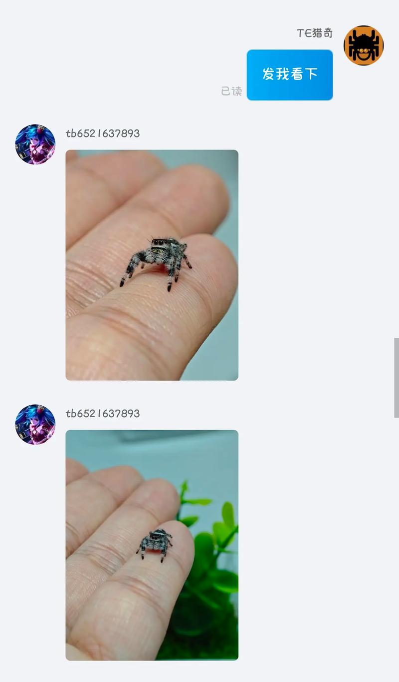 跳蛛养久了会认主人吗_跳蛛聪明不认主,科学饲养看本能 跳蛛养久了会认主人吗_跳蛛聪明不认主,科学饲养看本能