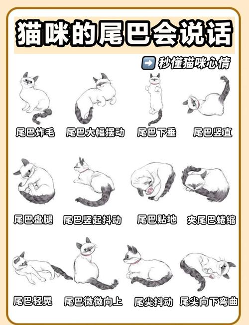 猫念的什么经_佛道皆爱,治愈人心的神奇之声 猫念的什么经_佛道皆爱,治愈人心的神奇之声