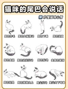 猫念的什么经_佛道皆爱，治愈人心的神奇之声