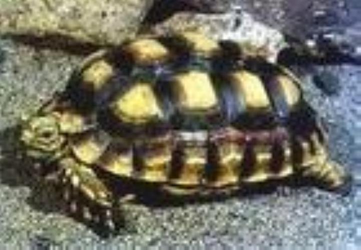 东部赫曼陆龟能长多大_东部赫曼陆龟体型大 西部较小 东部赫曼陆龟能长多大_东部赫曼陆龟体型大 西部较小