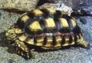 东部赫曼陆龟能长多大_东部赫曼陆龟体型大 西部较小