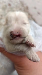 刚和小奶狗搬到新家_小奶狗新家适应指南