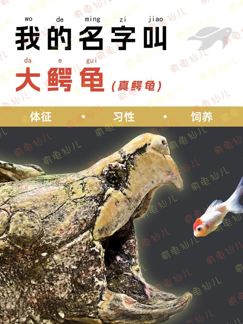 养大鳄龟还是小鳄龟_大鳄龟凶猛，小鳄龟易驯，选龟看空间经验