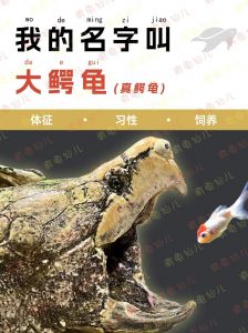 养大鳄龟还是小鳄龟_大鳄龟凶猛，小鳄龟易驯，选龟看空间经验