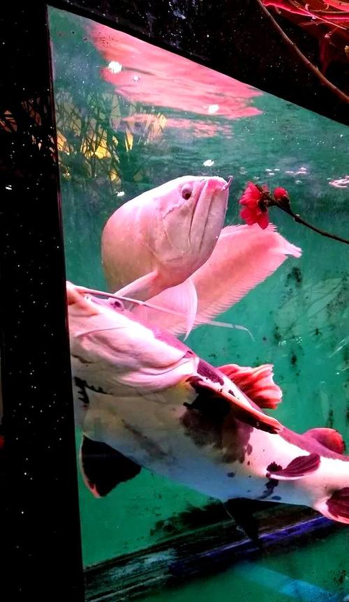 新银龙鱼入缸能开灯吗_新银龙入缸别急喂,静养三天缓适应 新银龙鱼入缸能开灯吗_新银龙入缸别急喂,静养三天缓适应