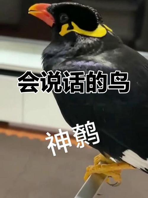 教鹩哥说话只会喳喳_3-6个月调教技巧 教鹩哥说话只会喳喳_3-6个月调教技巧