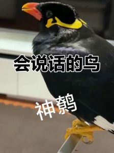 教鹩哥说话只会喳喳_3-6个月调教技巧