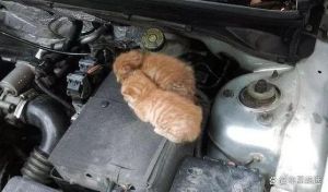 引擎盖驱赶猫长期有效好办法_用柠檬皮风油精，加隔离
