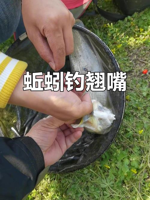 鳅蚓适合钓哪些鱼类_蚯蚓饵料技巧,钓鲫鱼鲤鱼鲶鱼! 鳅蚓适合钓哪些鱼类_蚯蚓饵料技巧,钓鲫鱼鲤鱼鲶鱼!