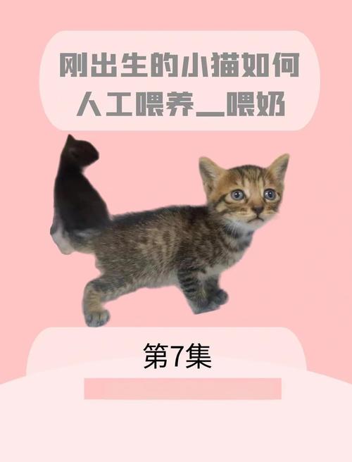 人工喂养小奶猫技巧_羊奶粉冲泡与护理