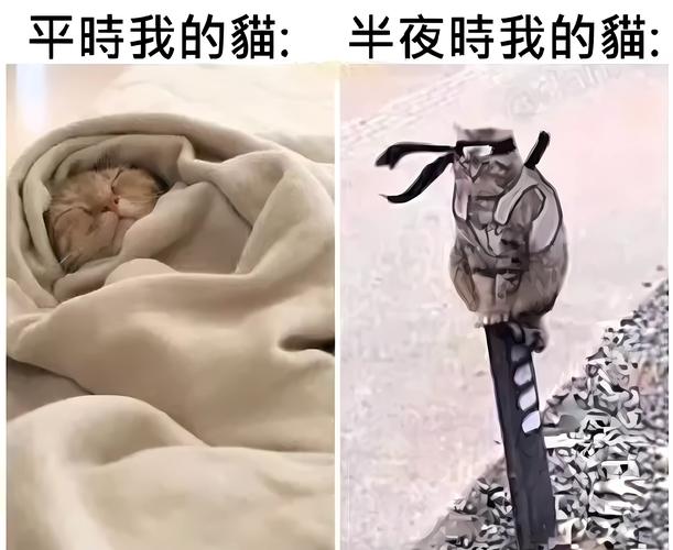 我的猫狂奔了一整夜_本能焦虑或渴望? 我的猫狂奔了一整夜_本能焦虑或渴望?