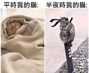 我的猫狂奔了一整夜_本能焦虑或渴望？