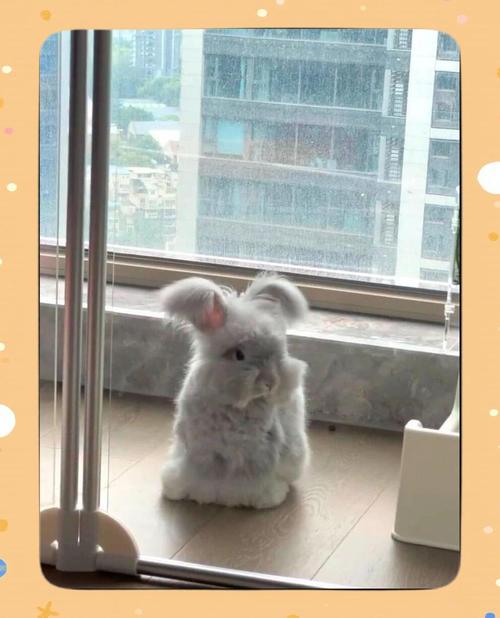 鼷鹿和安哥拉兔可以养吗_养鼷鹿安哥拉兔挑战多,需考虑时间精力空间健康风险 鼷鹿和安哥拉兔可以养吗_养鼷鹿安哥拉兔挑战多,需考虑时间精力空间健康风险