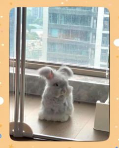 鼷鹿和安哥拉兔可以养吗_养鼷鹿安哥拉兔挑战多，需考虑时间精力空间健康风险