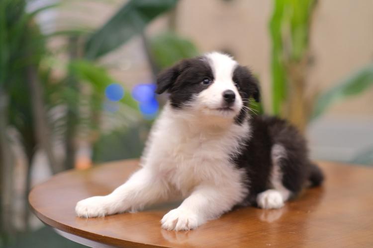 最高智商的狗_聪明狗狗大盘点! 最高智商的狗_聪明狗狗大盘点!