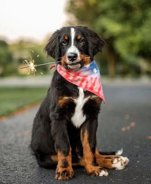 伯恩山犬为什么禁养_伯恩山犬禁养引争议，合理管理促和谐