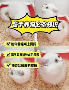 放上猫砂猫咪就会用吗_教猫用砂盆，选对砂盆放隐蔽处
