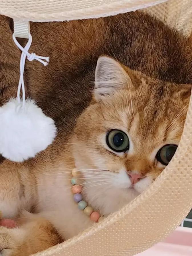 喷了香水猫咪还会认识自己吗_猫咪敏感怕香水，主要靠声音动作认主人