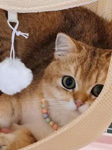 喷了香水猫咪还会认识自己吗_猫咪敏感怕香水，主要靠声音动作认主人