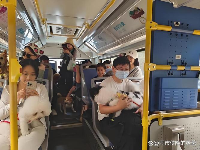 背着猫包可以上大巴吗_猫包≤40x30x25cm,用三点固定法,违规罚款 背着猫包可以上大巴吗_猫包≤40x30x25cm,用三点固定法,违规罚款