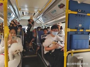 背着猫包可以上大巴吗_猫包≤40x30x25cm，用三点固定法，违规罚款