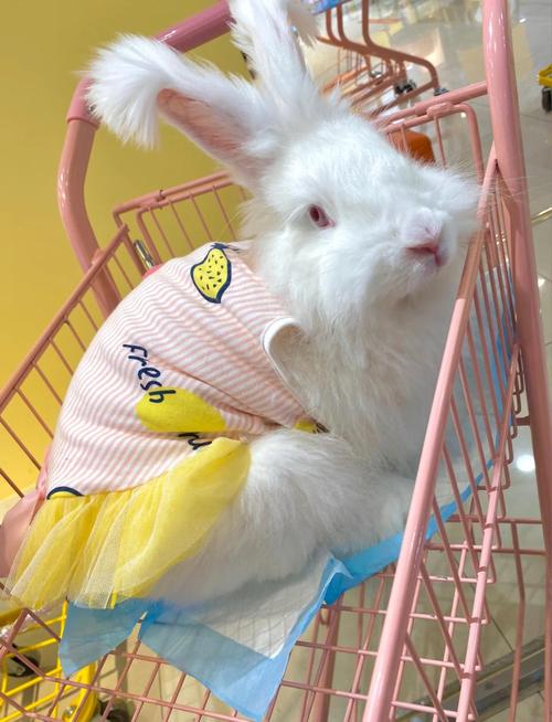 养安哥拉兔公的母的那个性格好_公活泼母安静,选哪个看喜好? 养安哥拉兔公的母的那个性格好_公活泼母安静,选哪个看喜好?