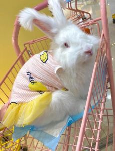 养安哥拉兔公的母的那个性格好_公活泼母安静，选哪个看喜好？