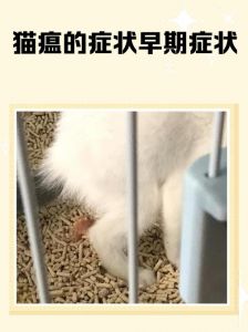 猫得了猫瘟会自愈吗_猫瘟严重？速就医！疫苗预防是关键