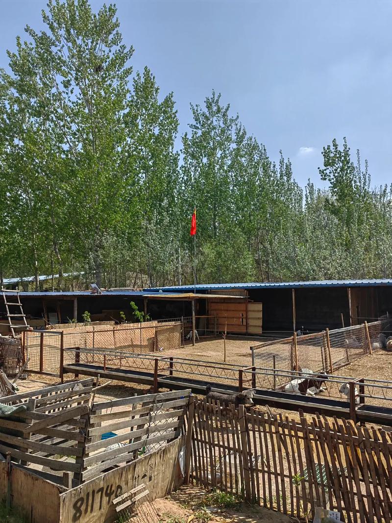 新乡牧羊犬养殖基地_优质德牧繁育基地,年交易额超5000万 新乡牧羊犬养殖基地_优质德牧繁育基地,年交易额超5000万