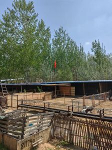 新乡牧羊犬养殖基地_优质德牧繁育基地，年交易额超5000万