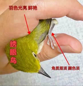 绣眼鸟怎么养才不会脚软_环境食物互动防病全攻略