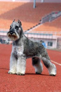 万能梗犬颜色_英系猎犬，毛色独特，养护需勤打理