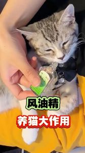 一小滴风油精会让猫死吗_风油精对猫有毒，勿用防中毒