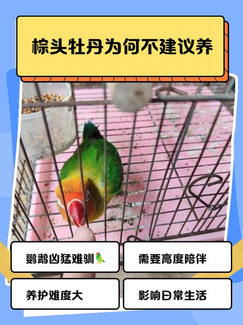 头类牡丹鹦鹉为什么不能随便养_桃脸牡丹鹦鹉是唯一合法饲养品种 头类牡丹鹦鹉为什么不能随便养_桃脸牡丹鹦鹉是唯一合法饲养品种