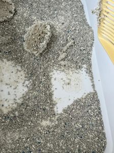 新换的猫砂猫咪一直刨来刨去的_本能需求，清洁是关键