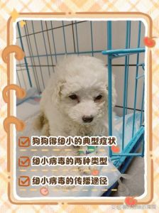 犬细小死前10个征兆_拒食呕吐腹泻精神萎靡，速就医！