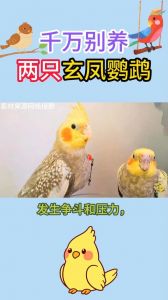养玄凤鹦鹉千万不要养两只_养两只玄凤不疏远主人？关键看互动够不够！