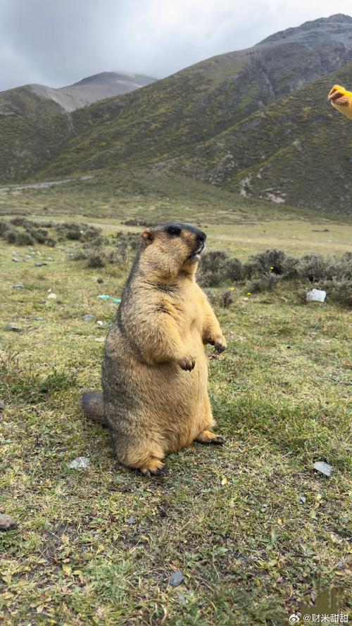 在新疆分布的土拨鼠是什么类_生态与健康的双重考量 在新疆分布的土拨鼠是什么类_生态与健康的双重考量