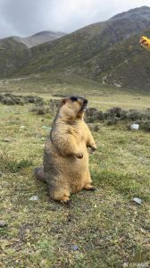 在新疆分布的土拨鼠是什么类_生态与健康的双重考量