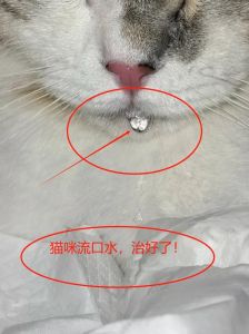 猫流粘稠口水而且口水臭_猫咪流口水口臭怎么办？