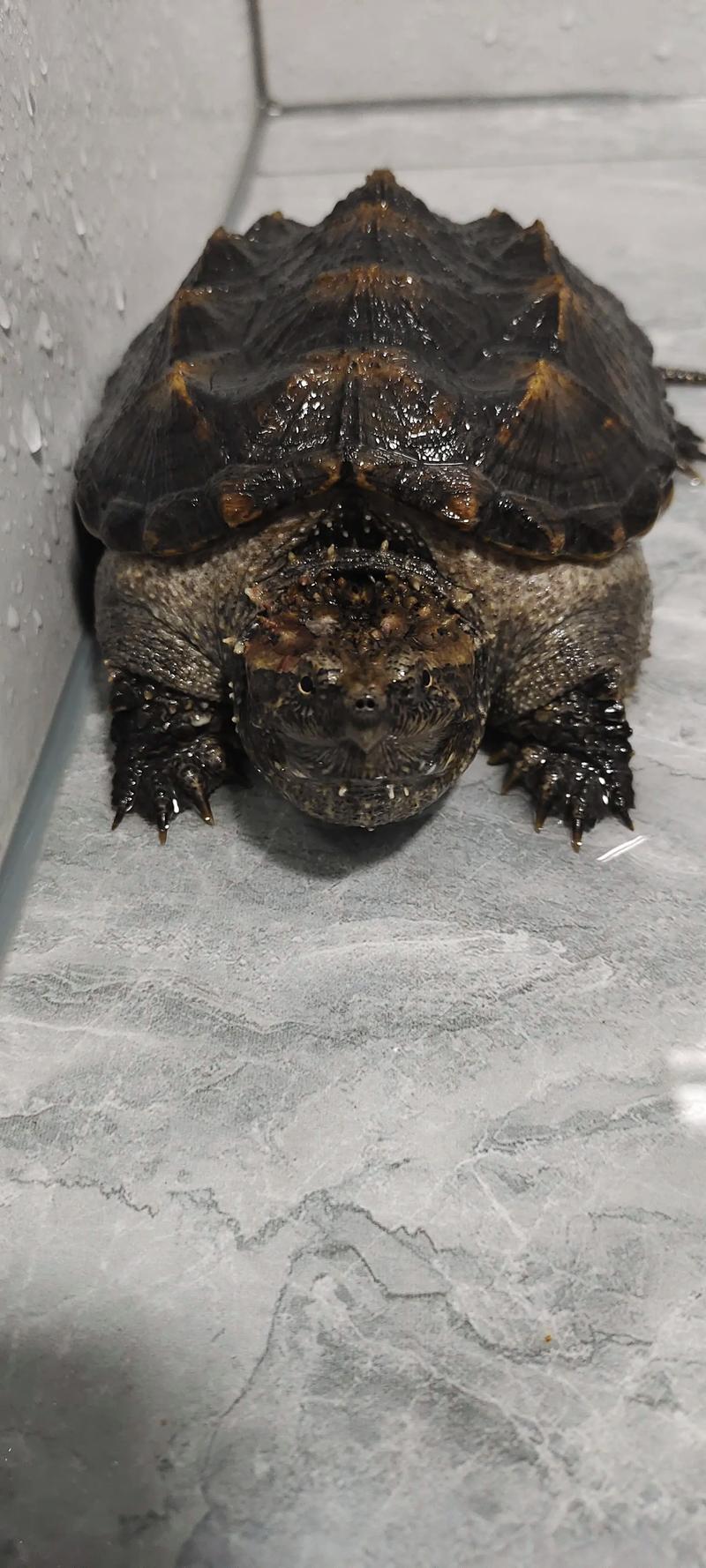 小佛鳄龟能长多大_佛鳄龟能长多大?40-75cm,看环境性别 小佛鳄龟能长多大_佛鳄龟能长多大?40-75cm,看环境性别