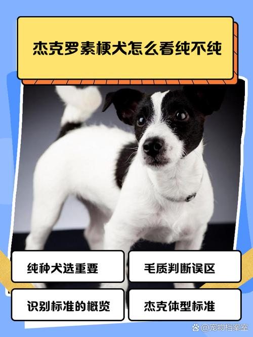 梗与狗的本质区别_差异大不同